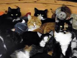 У харьковчанки из квартиры изъяли 15 кошек. Зоозащитники обвиняют ловцов в неправомерных действиях