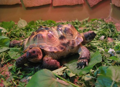 Двуглавая черепаха в экопарке лечится от простуды и скоро получит имя (ФОТО)