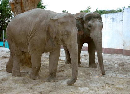 В субботу зоопарк отмечает День слонов