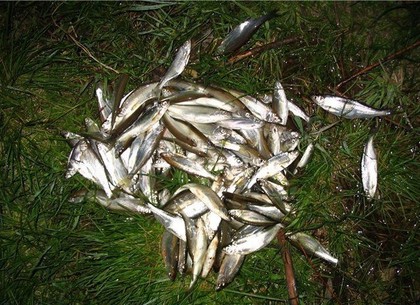 На Харьковщине поймали браконьера, наловившего рыбы на десятки тысяч гривен