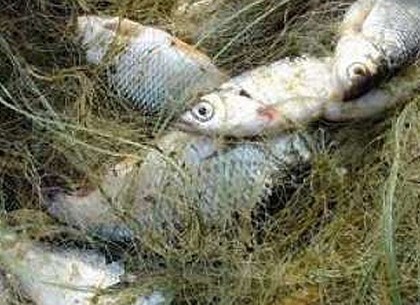 Рыбному хозяйству Харьковщины нанесли ущерб в два миллиона гривен