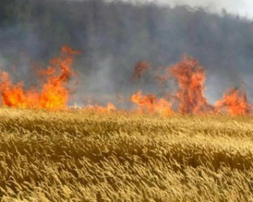 На Харьковщине вновь горело пшеничное поле