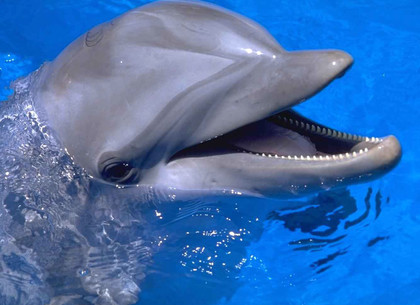Сегодня Всемирный день китов и дельфинов