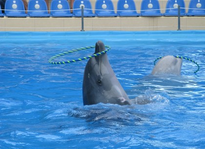 Как в Харькове День китов и дельфинов отмечали (ФОТО)