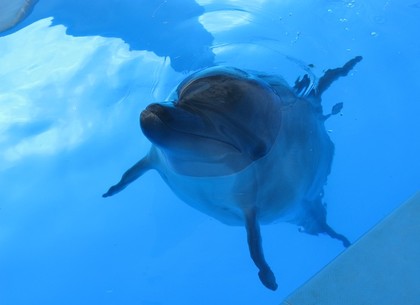 В «Немо» показали дельфинов-переселенцев и представление харьковских звезд