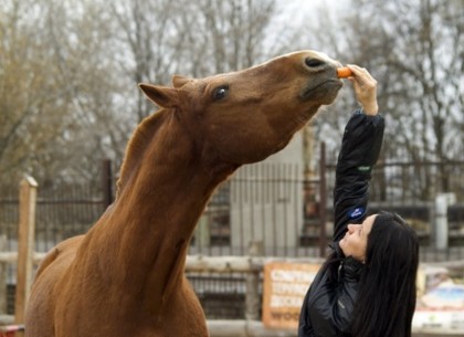 В зоопарке покажут конное шоу и бесплатно покатают на лошадях