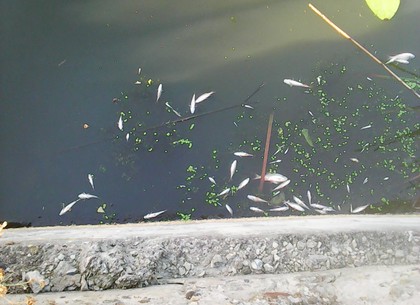 Экологи не знают, почему в Печенежском водохранилище погибла рыба