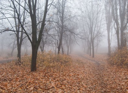 Погода в Харькове на среду, 12 ноября