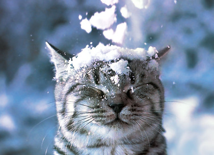 Завтра в Харькове обещают снег