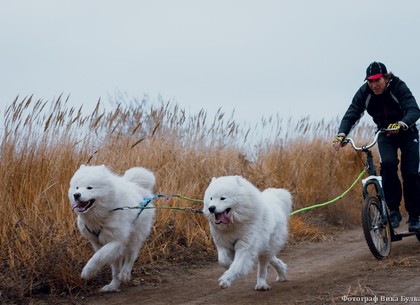 На выходных в Харькове состоялись гонки на собачьих упряжках (ФОТО)