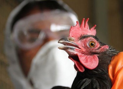Украина отказалась от импорта птицы из Западной Европы из-за птичьего гриппа