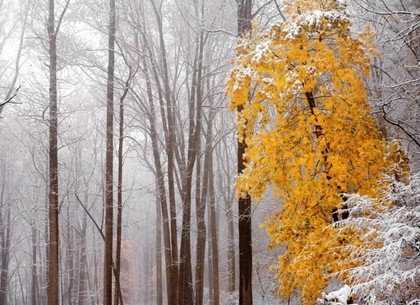 Погода в Харькове на пятницу, 21 ноября
