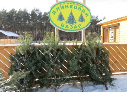 В этом году новогодние елки не подорожают - харьковские лесничие