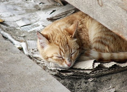 В Харькове начнут отлавливать бездомных кошек