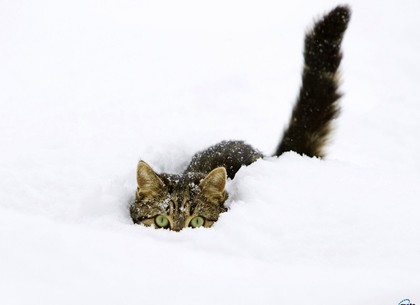 Завтра в Харьков придут сильные снегопады, а на Новый год - лютые морозы