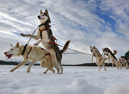 Харьковчан приглашают на первые зимние гонки на собачьих упряжках