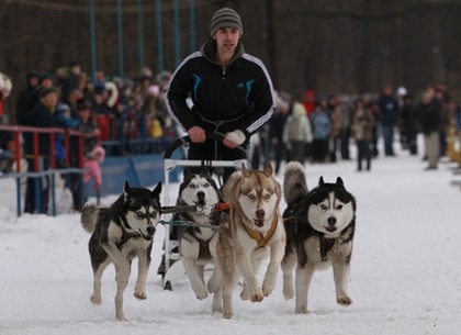 В Харькове прошли первые зимние гонки на упряжках с хаски