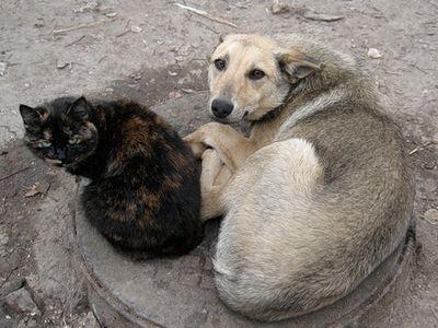 В Харькове отловят девять тысяч бездомных животных
