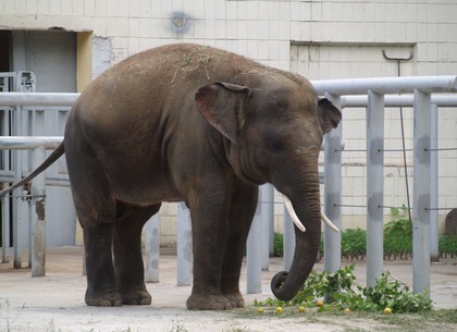 В Харькове слон сломал руку работнику зоопарка