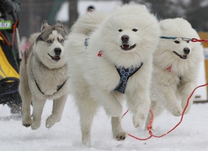 Второй этап зимних гонок на собачьих упряжках в Харькове: разыскиваются волонтеры