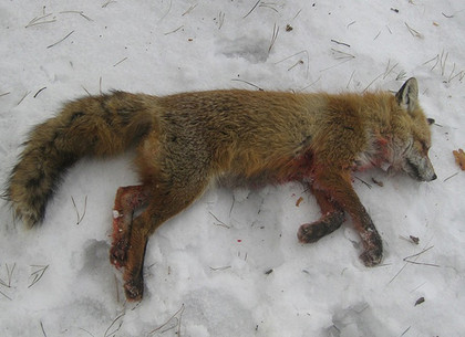 На Харьковщине пойман браконьер, или Что грозит охотнику за убийство лисы