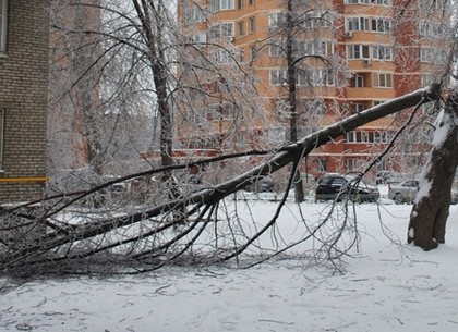 Ночной шквал и дождь повалил деревья в Харькове