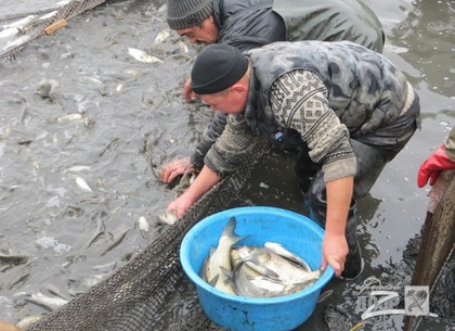 В Печенежском водохранилище вновь будут ловить рыбу в промышленном масштабе