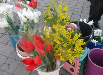 Харьков заполонили торговцы тюльпанами и мимозами. Почем  цветы к 8 Марта