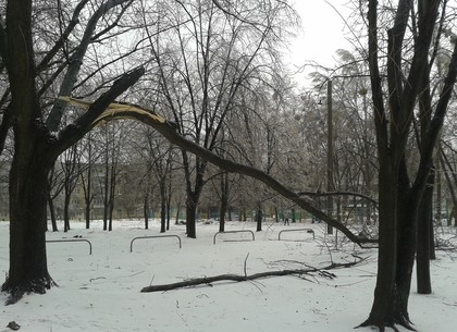 Непогода снова валит деревья в Харькове