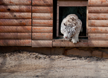 В  Feldman Ecopark поселились белые тигры