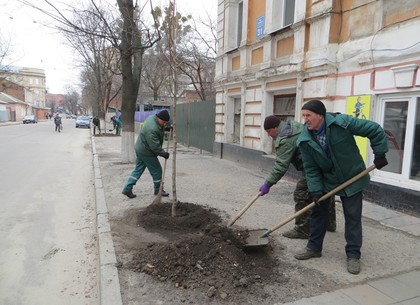 В Харькове посадили больше тысячи лип и кленов (ФОТО)