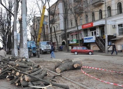 Коммунальщики убрали деревья, поваленные во время стихии