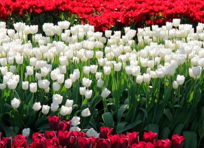 В Харькове открылась выставка тюльпанов