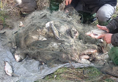 На Печенежском водохранилище браконьеры погубили полцентнера рыбы (ФОТО)