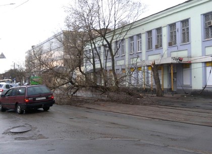 Стихия свалила в Харькове десятки деревьев, коммунальщики вышли на уборку (ФОТО)