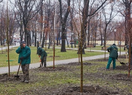 Итоги озеленения в Харькове: больше всего высадили лип