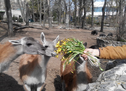 Отобранные у торговцев редкие цветы скормили животным зоопарка (ФОТО)