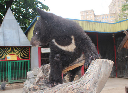 В зоопарке медведица родила детенышей: харьковчане могут придумать для них имена