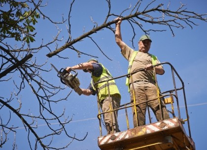 Активисты избили коммунальщиков, кронировавших деревья. Подробности, комментарии