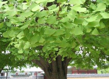 Сегодня в парке Горького посадят древнейшие деревья на планете