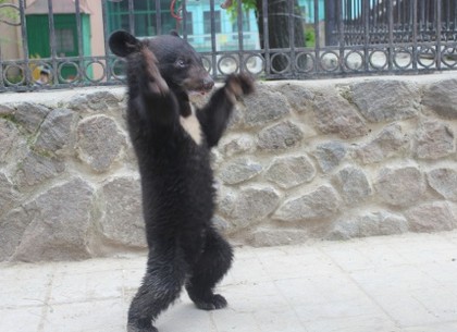 На День защиты детей в Харьковском зоопарке медвежонок получит имя