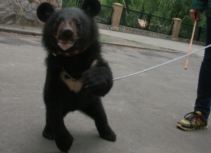 Как гималайский медвежонок в Харьковском зоопарке имя себе выбирал (ФОТО)