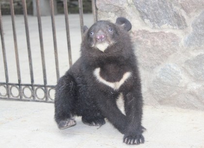 Харьковчане могут придумать имя для еще одного медвежонка в зоопарке