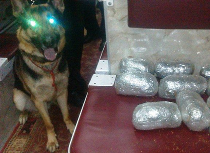 Служебный пес Любомир пресек наркотическую контрабанду