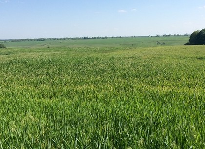 На Харьковщине захватили более полутора сотен гектаров сельхозугодий