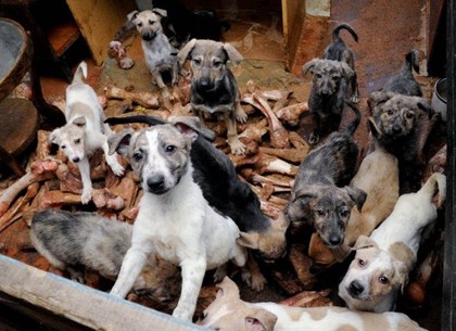 Харьковчанка держит десяток собак в комнате в коммуналке: соседи жалуются на зловоние