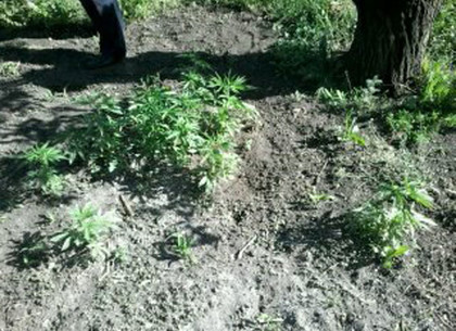 Жители Харьковщины разбили в огороде плантацию конопли