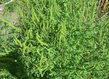 Экологи готовятся штрафовать харьковчан за аллергенные сорняки во дворах
