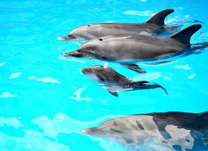 Уникальное событие: в Харьковском дельфинарии родился дельфиненок (ФОТО, ВИДЕО)