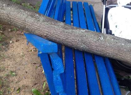 В Харькове дерево упало на женщину с младенцем: им оказывают медпомощь (ФОТО)